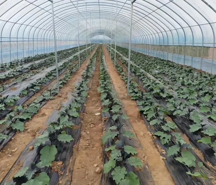 Duratough üvegházhatású film