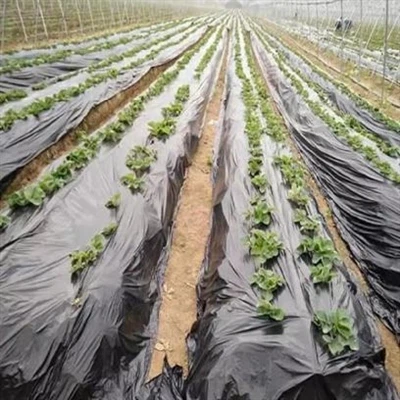 Mulcsfólia gyártási folyamata