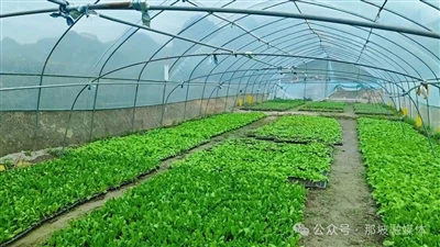 Az új ipari utak útjának előkészítése: A zöldség üvegházak ígéretes jövőt ter...